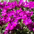 Kaukasianpitkäpalko Aubris Deep Rose