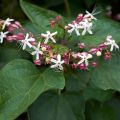 Isokohtalonpensas - Clerodendrum trichotomum