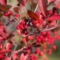 Puna-aronia Brilliant
