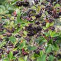 Musta-aronia - Aronia melanocarpa