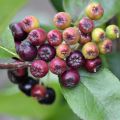 Koristearonia Nero