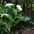 Valkohuonevehka - Zantedeschia aethiopica
