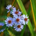 Reunusasteri Silberblaukissen