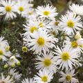 Kanerva-asteri f. prostratus Snow Flurry