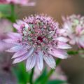Isotähtiputki - Astrantia major