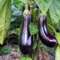 Munakoiso de Barbentane luomu