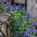 Ristikki Cascade Blue