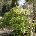 Kiiltopensas Crotonifolia
