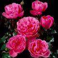 Floribundaruusu Berleburg