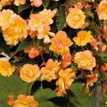 Riippubegonia Illumination Tons Abricots