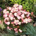 Kesäbegonia Maxima Rose Bicolor