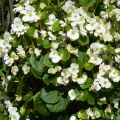 Kesäbegonia Super Olympia blanc