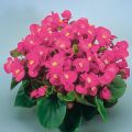 Kesäbegonia Super Olympia vaaleanpunainen