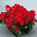Kesäbegonia Super Olympia punainen