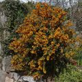 Chilenhappomarja - Berberis darwinii