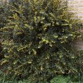 Julianhappomarja - Berberis julianae