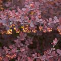 Japaninhappomarja Atropurpurea