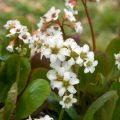 Vuorenkilpi Bressingham White