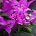 Ihmeköynnös Violet de mèze