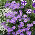 Brachycome angustifolia Brasco Violet