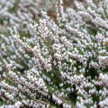 Lumikellokanerva Springwood White