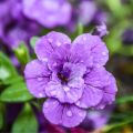 Miljoonakello Can-Can Rosies Blue