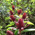 Kalukkipensas - Calycanthus floridus