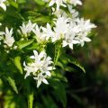Peurankello Alba
