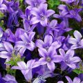 Muurikello - Campanula portenschlagiana