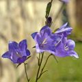 Kurjenkello - Campanula persicifolia