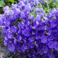 Karpaattienkello - Campanula carpatica