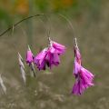 Enkelinkaario - Dierama pulcherrimum