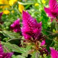 Tähkäkukonheltta Kelos Fire Purple
