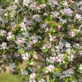 Prunus cerasifera - Kirsikkaluumu