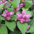 Lilakonnanyrtti - Chelone obliqua