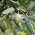 Rautatammi - Quercus ilex
