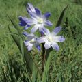 Isokevättähti - Scilla luciliae