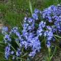 Sinikevättähti - Chionodoxa sardensis