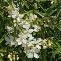 Koisi Londaz' (White Dazzler)