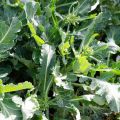 Kaali luomu - Brassica oleracea