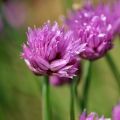 Ruoholaukka - Allium schoenoprasum