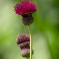 Puro-ohdake Atropurpureum