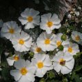 Kistus - Cistus x corbariensis
