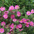 Kistus - Cistus x purpureus
