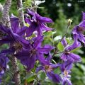 Kellokärhö Saphyra Violetta