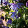 Kruunukärhö - Clematis macropetala