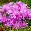 Syysmyrkkylilja Waterlily