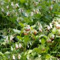Raunioyrtti - Symphytum grandiflorum