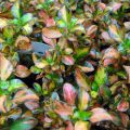 Koprosma Evening Glow