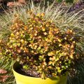 Koprosma Pina colada